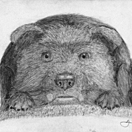 cute dog pencil drawing 3bdb mascot Woof